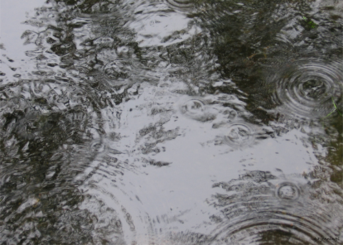 pondscapes13.jpg