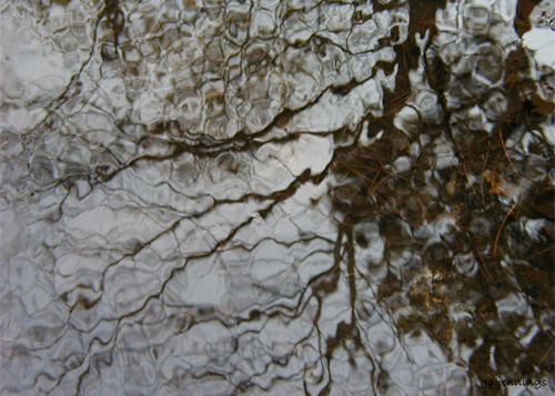 pondscapes2.jpg