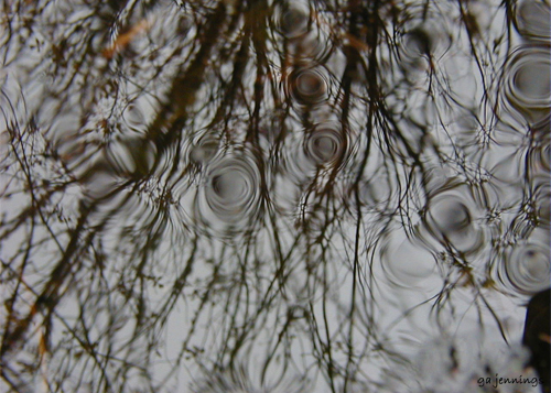 pondscapes4.jpg
