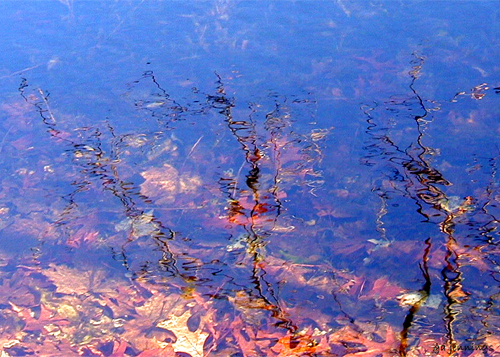 reflections12.jpg